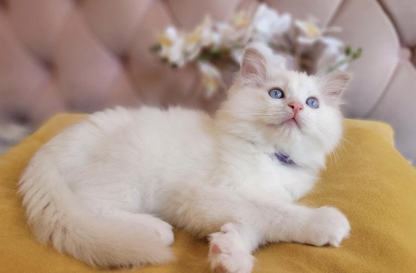 Koťátka plemene Ragdoll s rodokmenem připravená na nový domo - foto 5