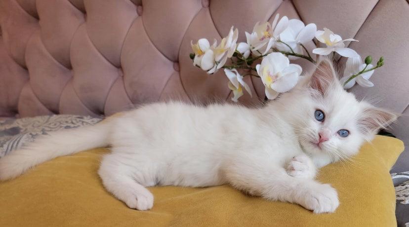 Koťátka plemene Ragdoll s rodokmenem připravená na nový domo - foto 3