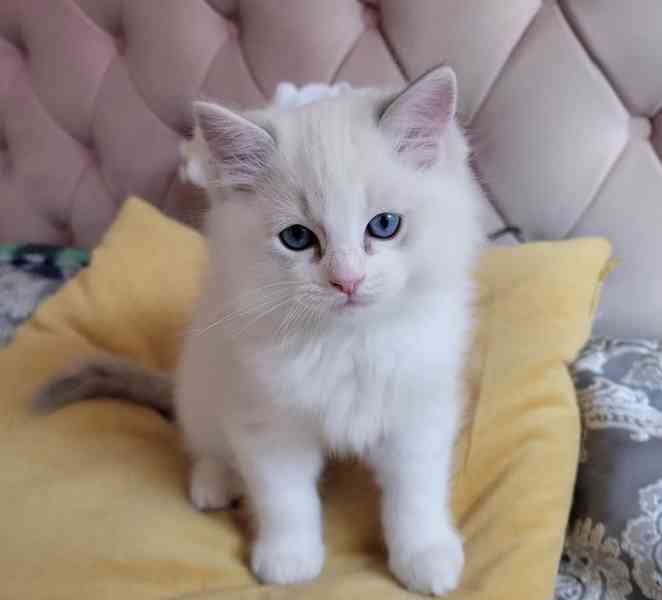 Koťátka plemene Ragdoll s rodokmenem připravená na nový domo - foto 2
