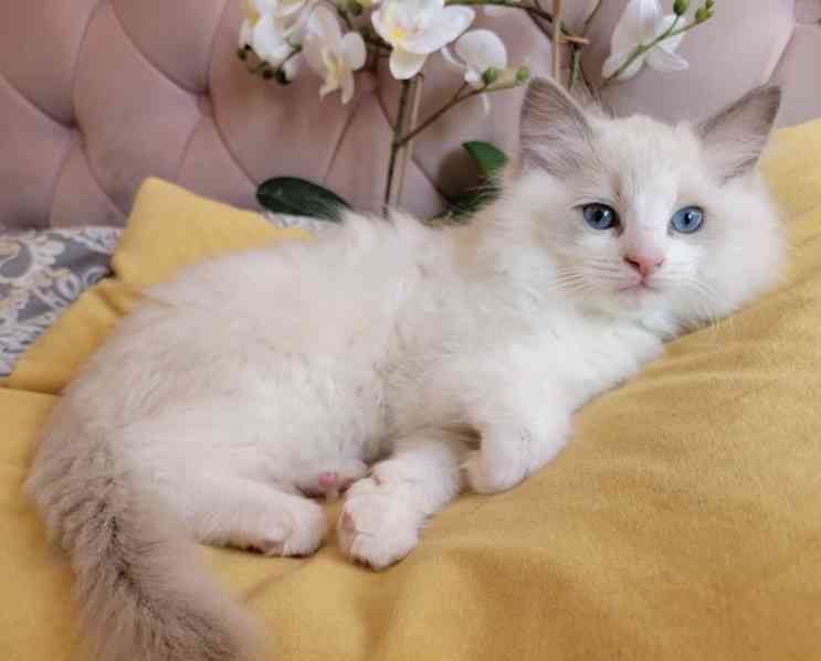 Koťátka plemene Ragdoll s rodokmenem připravená na nový domo - foto 7