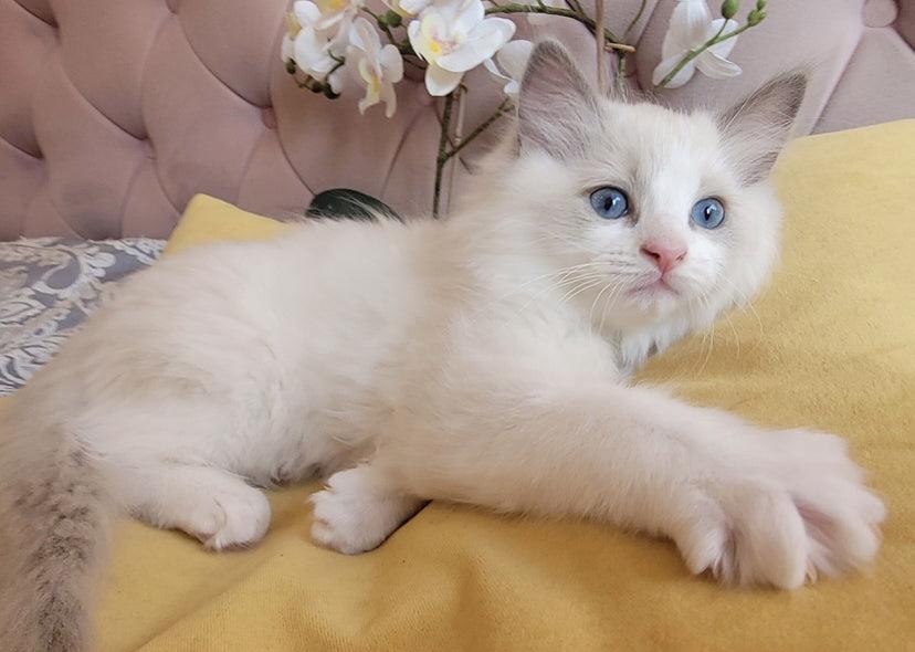 Koťátka plemene Ragdoll s rodokmenem připravená na nový domo - foto 8