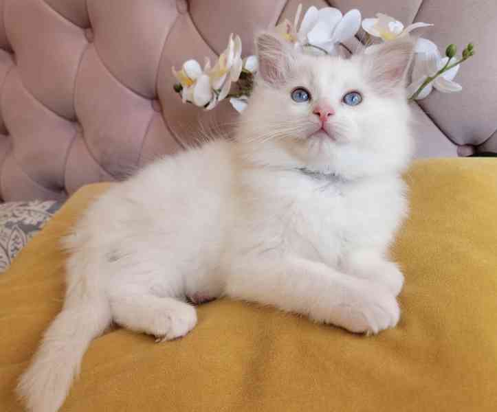 Koťátka plemene Ragdoll s rodokmenem připravená na nový domo - foto 6