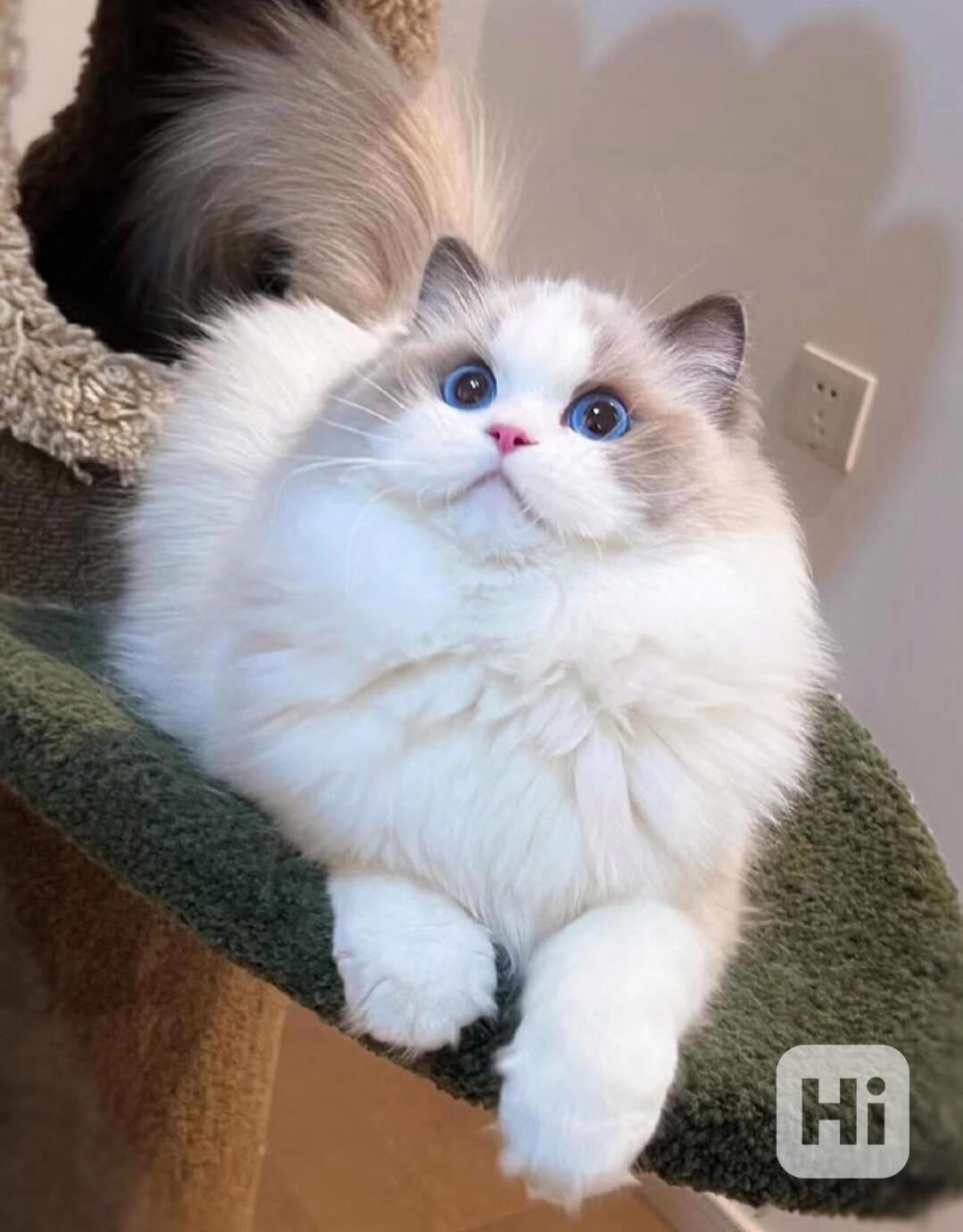 Dvě bílá perská koťátka - foto 1