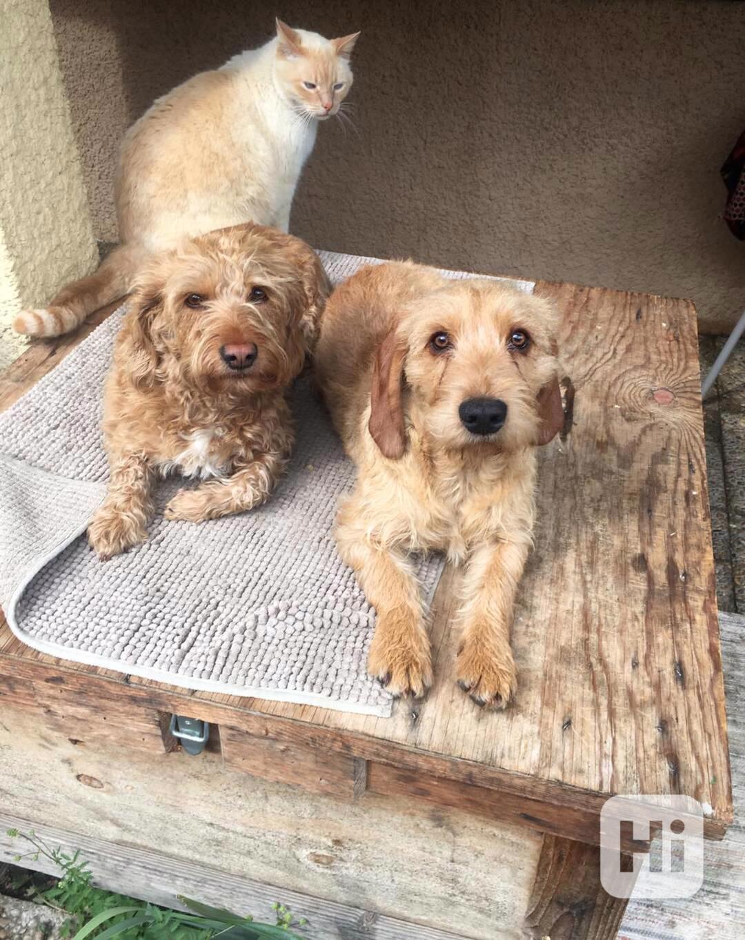 Plavý bretaňský baset je krátkonohé plemeno. Setkat se s ním - foto 1