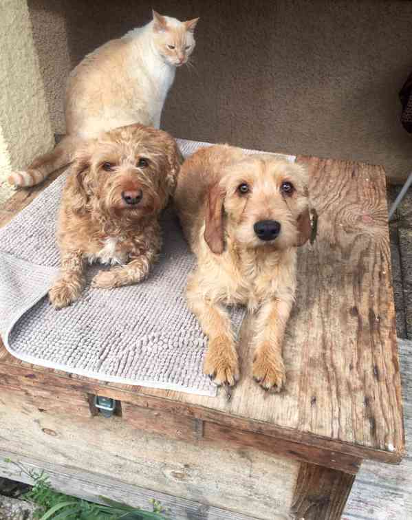 Plavý bretaňský baset je krátkonohé plemeno. Setkat se s ním - foto 1