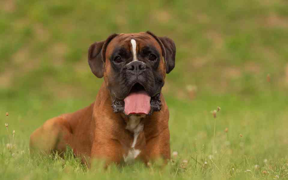 německý boxer krytí chovný pes - foto 3