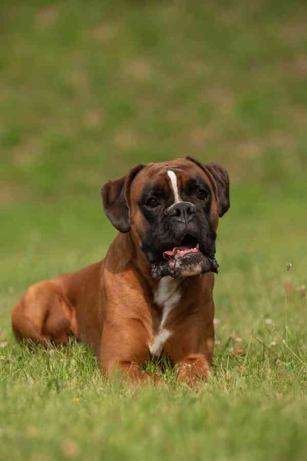 německý boxer krytí chovný pes - foto 2