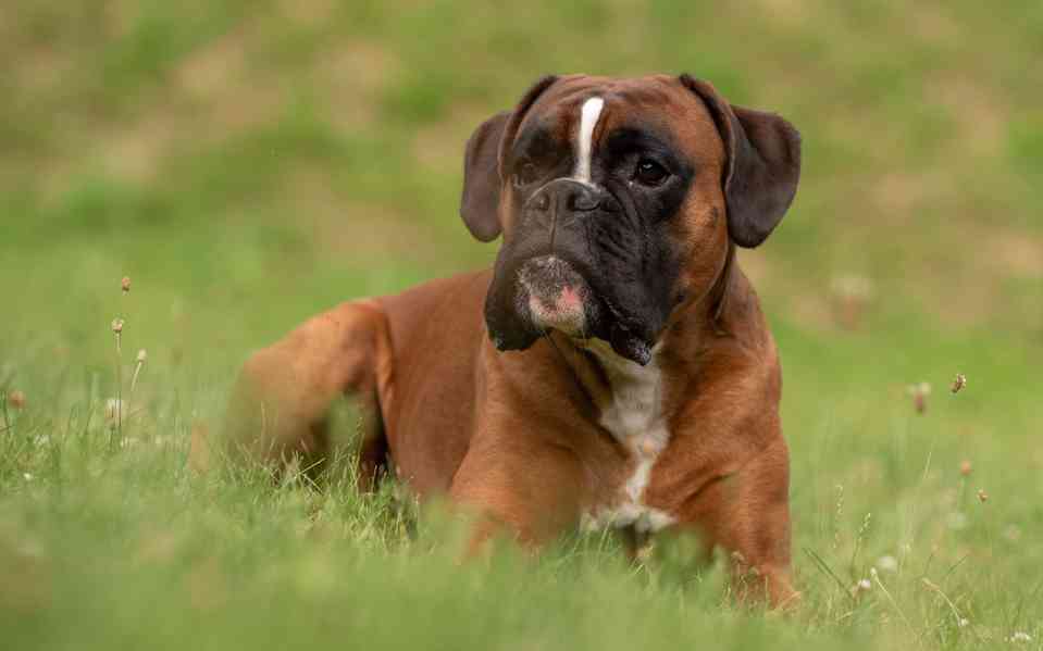 německý boxer krytí chovný pes - foto 4