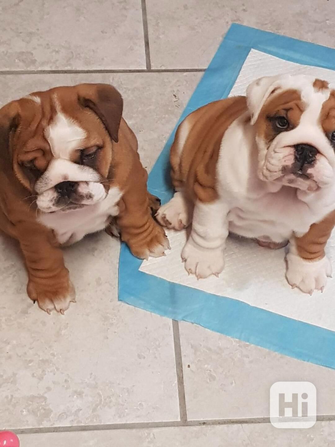 Štěňata anglického buldoka - foto 1