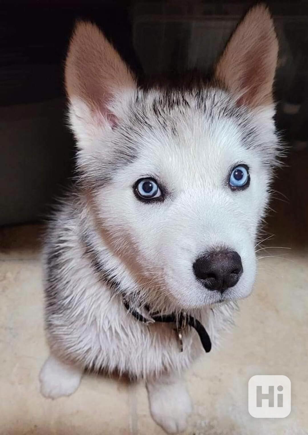 Zdarma dárek štěňata sibiřského huskyho k adopci   - foto 1