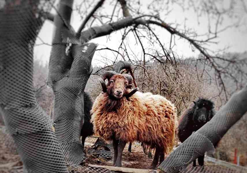 Březí Quessantskou ovečku  - foto 1