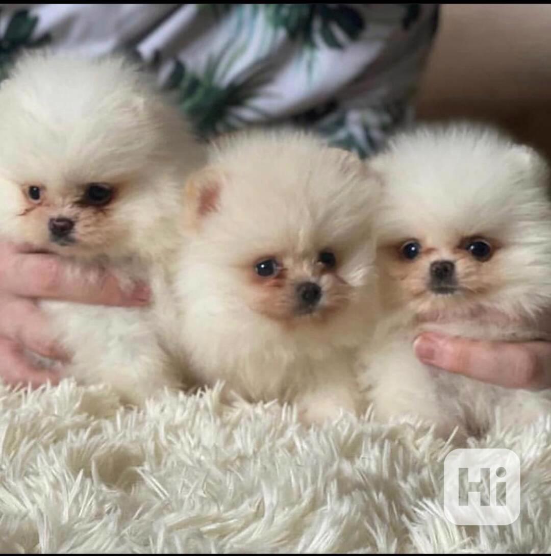 Krásná štěňata pomeranských ovčáků na prodej - foto 1