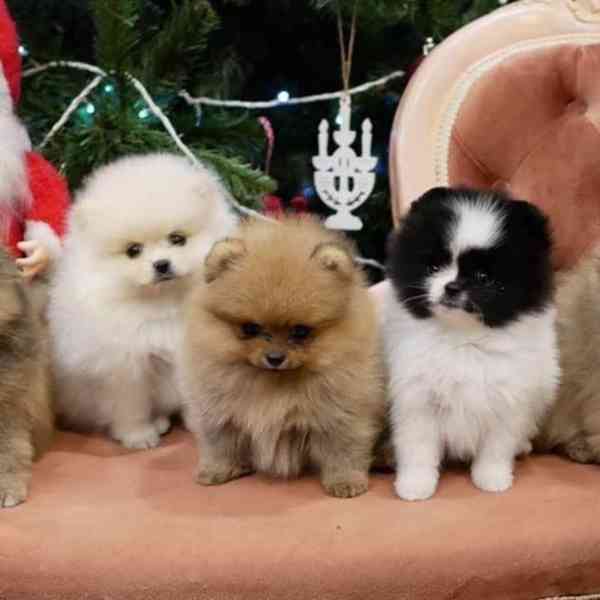 Krásná štěňata pomeranských ovčáků na prodej - foto 2