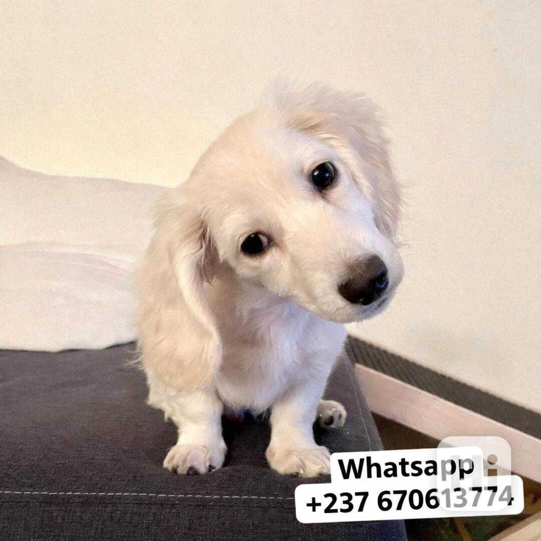 Štěňata jezevčíka samec a samice k adopci - foto 1