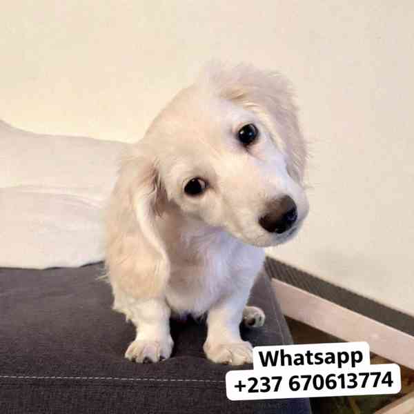 Štěňata jezevčíka samec a samice k adopci - foto 1