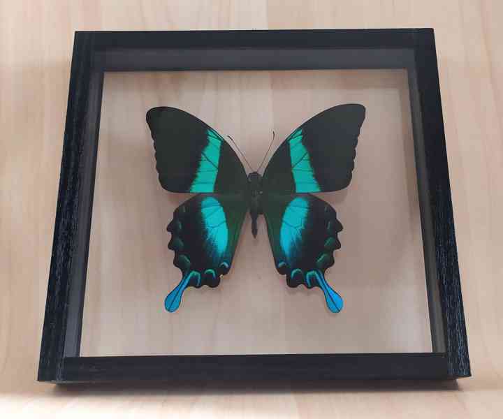 Tropičtí motýli v rámečku  - foto 7