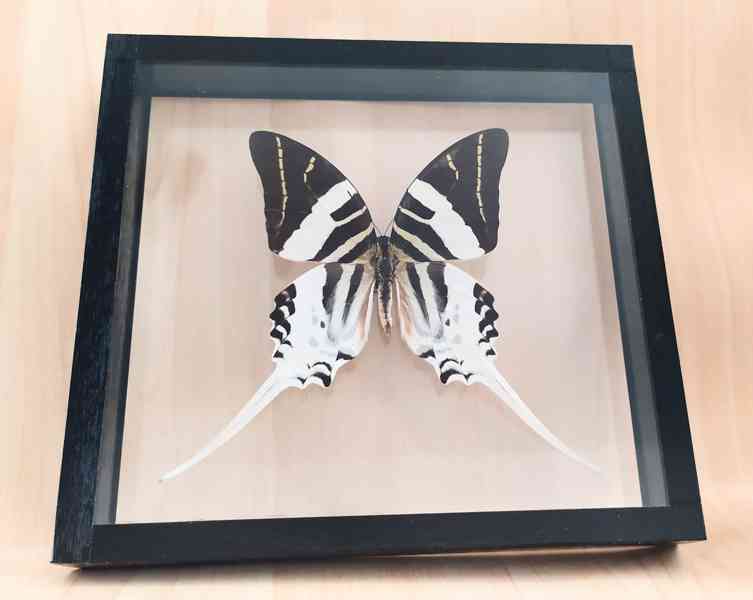 Tropičtí motýli v rámečku  - foto 6