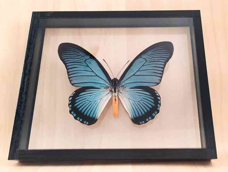 Tropičtí motýli v rámečku  - foto 3
