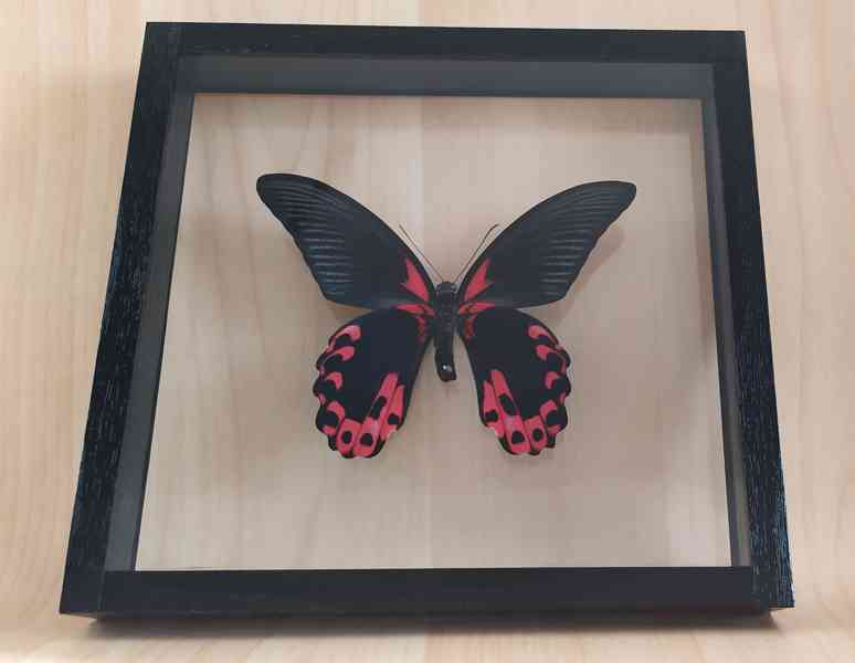 Tropičtí motýli v rámečku  - foto 1