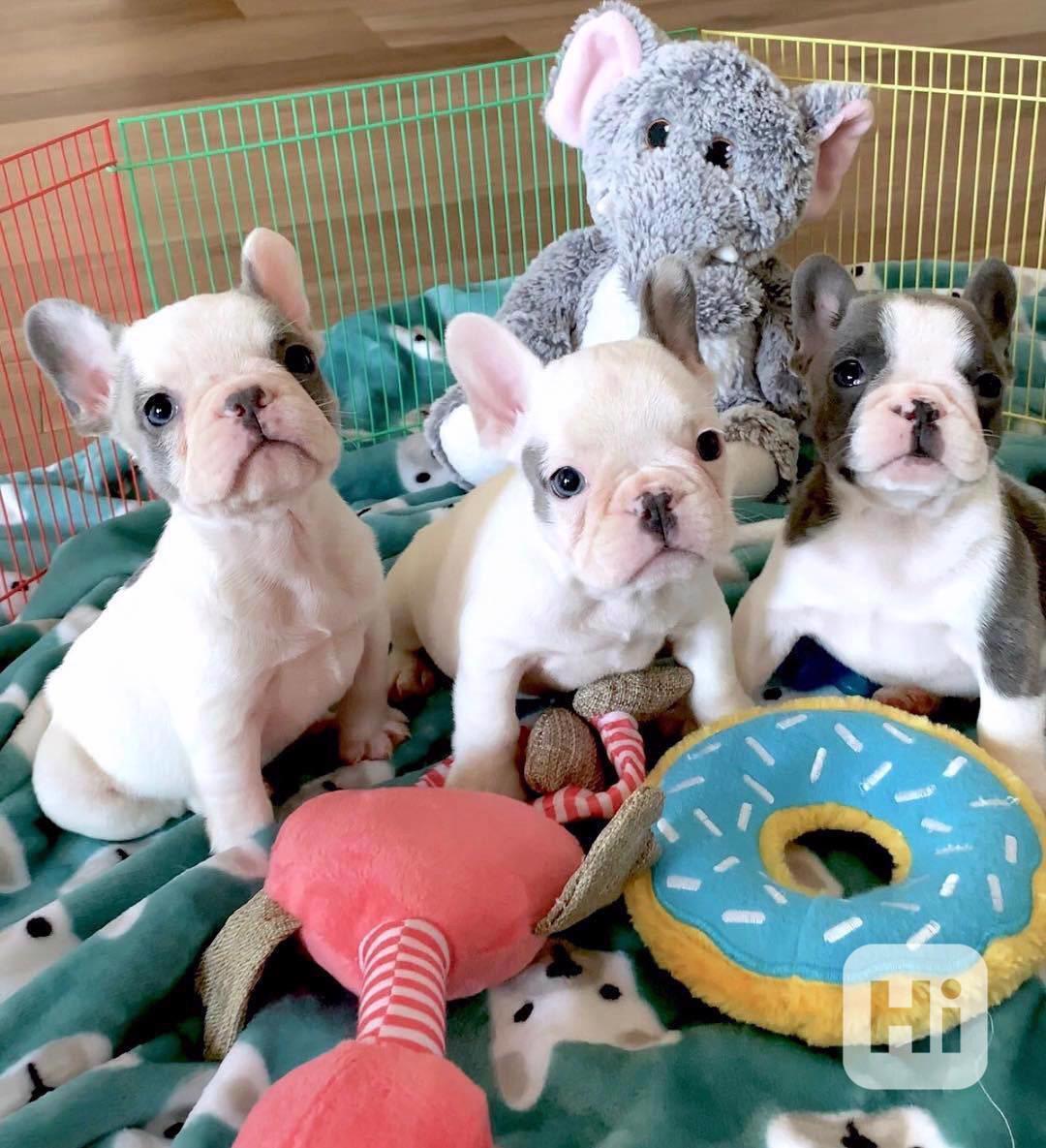 Vánoce zdarma Dobře vycvičená štěňata francouzského buldočka - foto 1