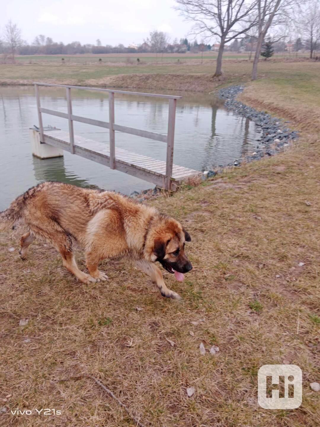 Salašnický kříženec vlčáka  - foto 1