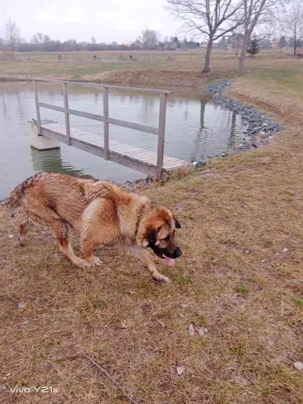 Salašnický kříženec vlčáka  - foto 1