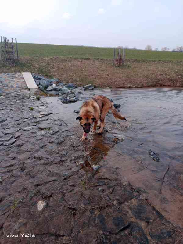 Salašnický kříženec vlčáka  - foto 2