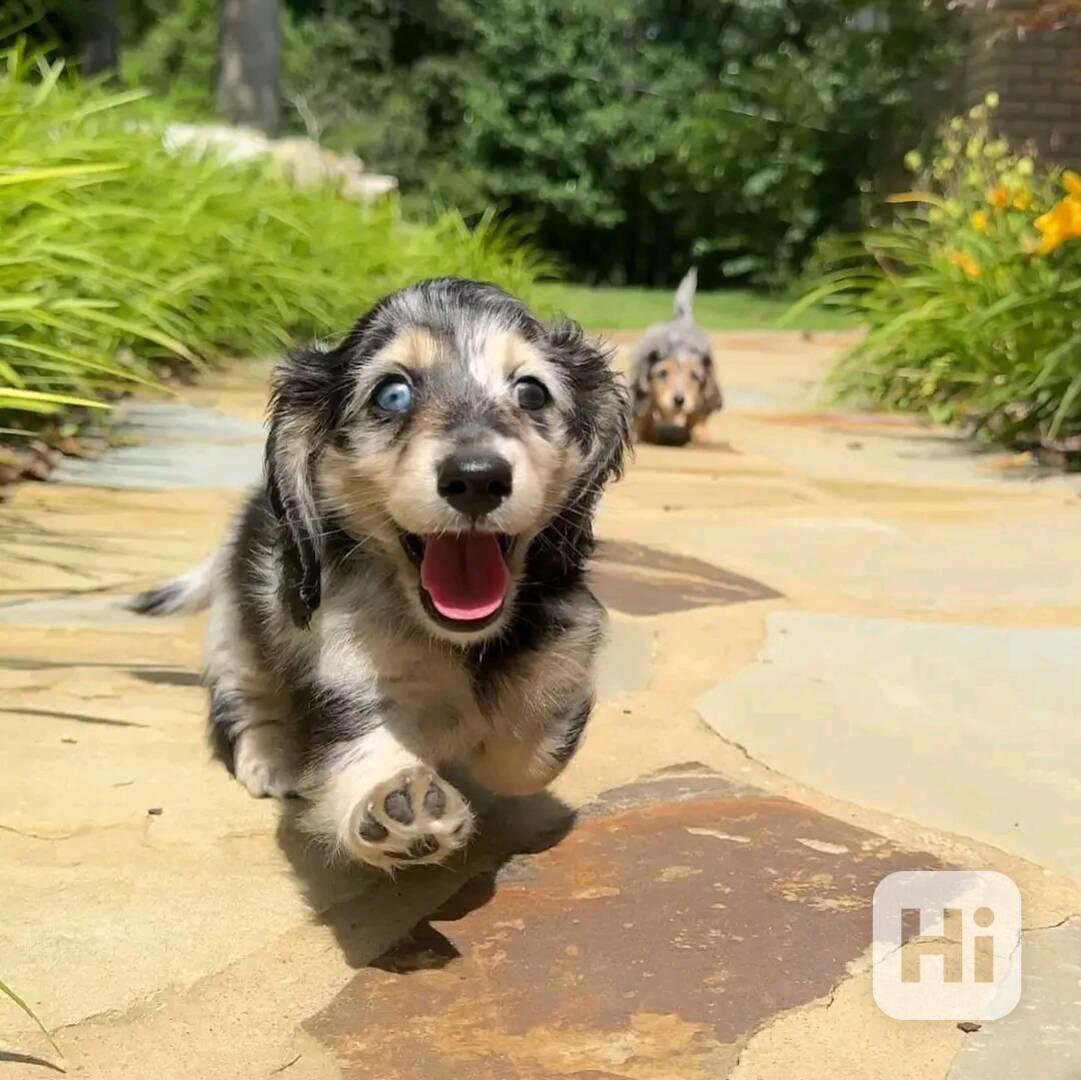 Dachshund Puppies for free adoption - foto 1