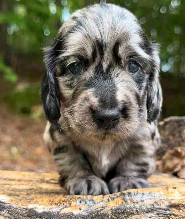 Dachshund Puppies for free adoption - foto 3