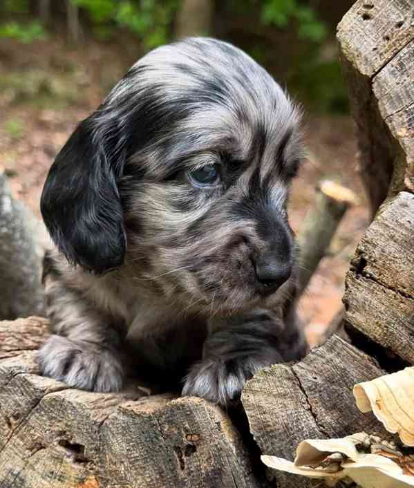 Dachshund Puppies for free adoption - foto 2