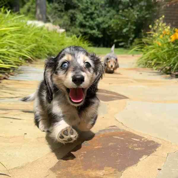 Dachshund Puppies for free adoption - foto 1