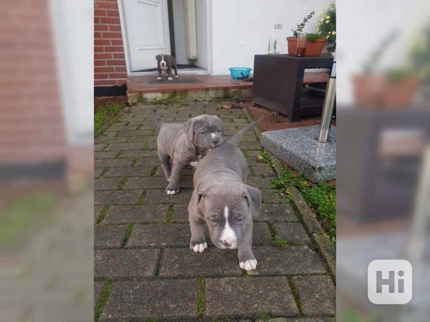 K dispozici rozkošná, super malá štěňata amerického pitbulte - foto 1