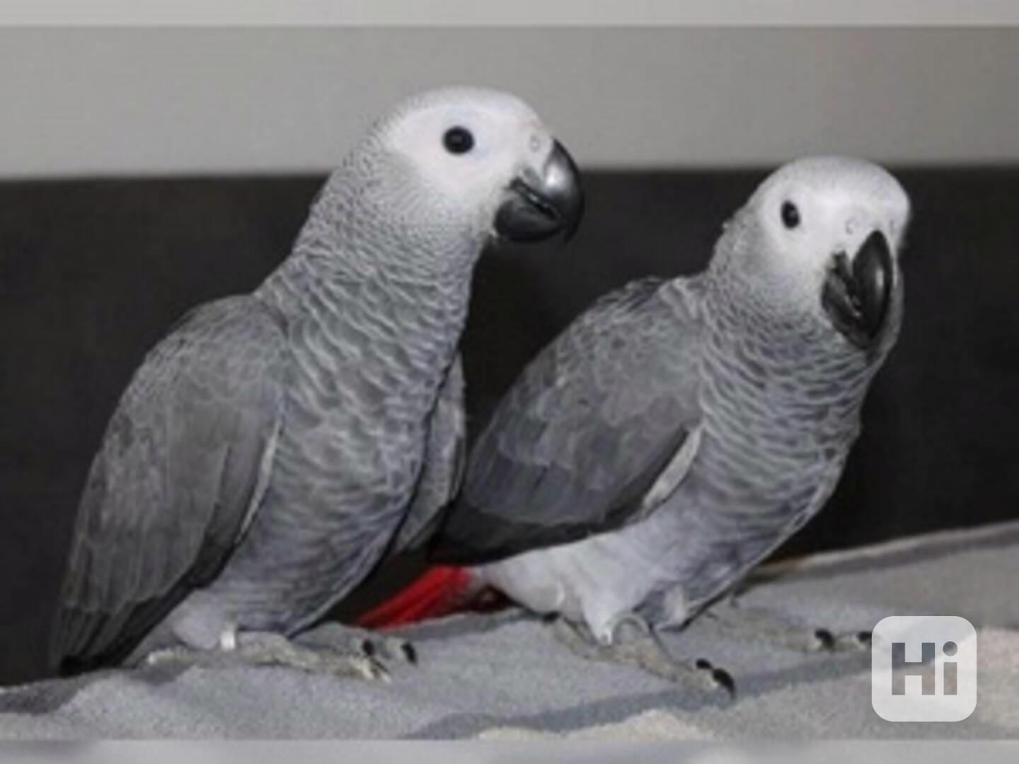 Samci a samice papoušků šedých - foto 1