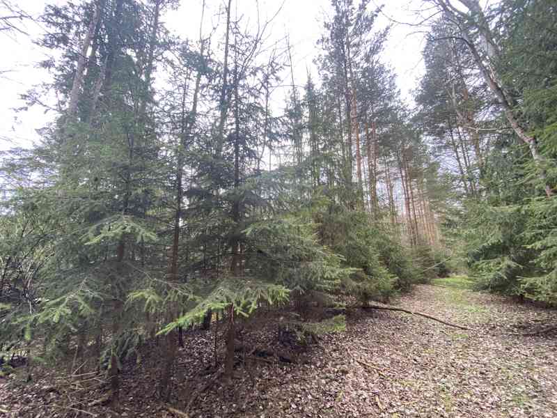 Pozemek ostatní plocha Brandlín (Volfířov) - foto 3