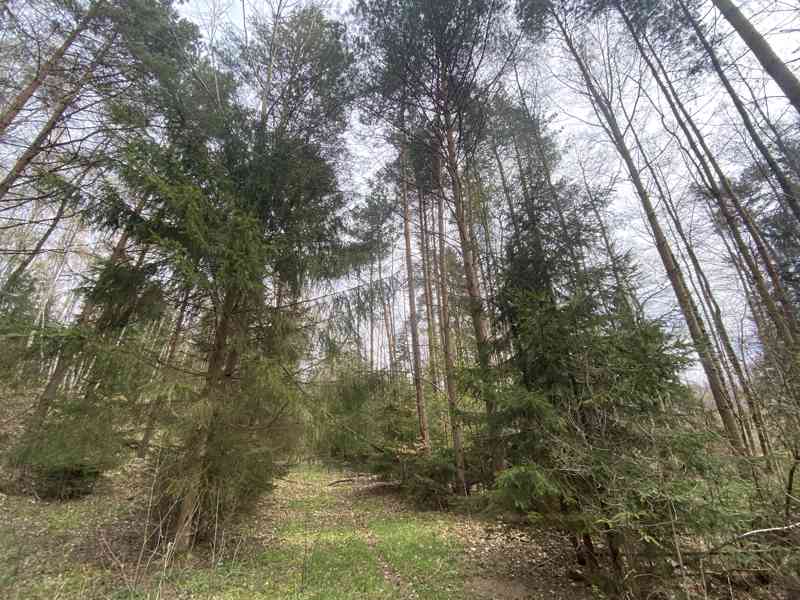 Pozemek ostatní plocha Brandlín (Volfířov) - foto 6