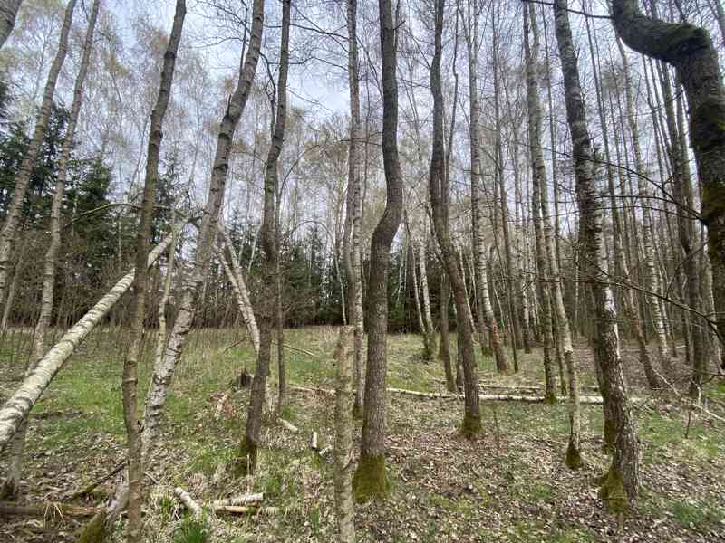 Pozemek ostatní plocha Brandlín (Volfířov) - foto 10