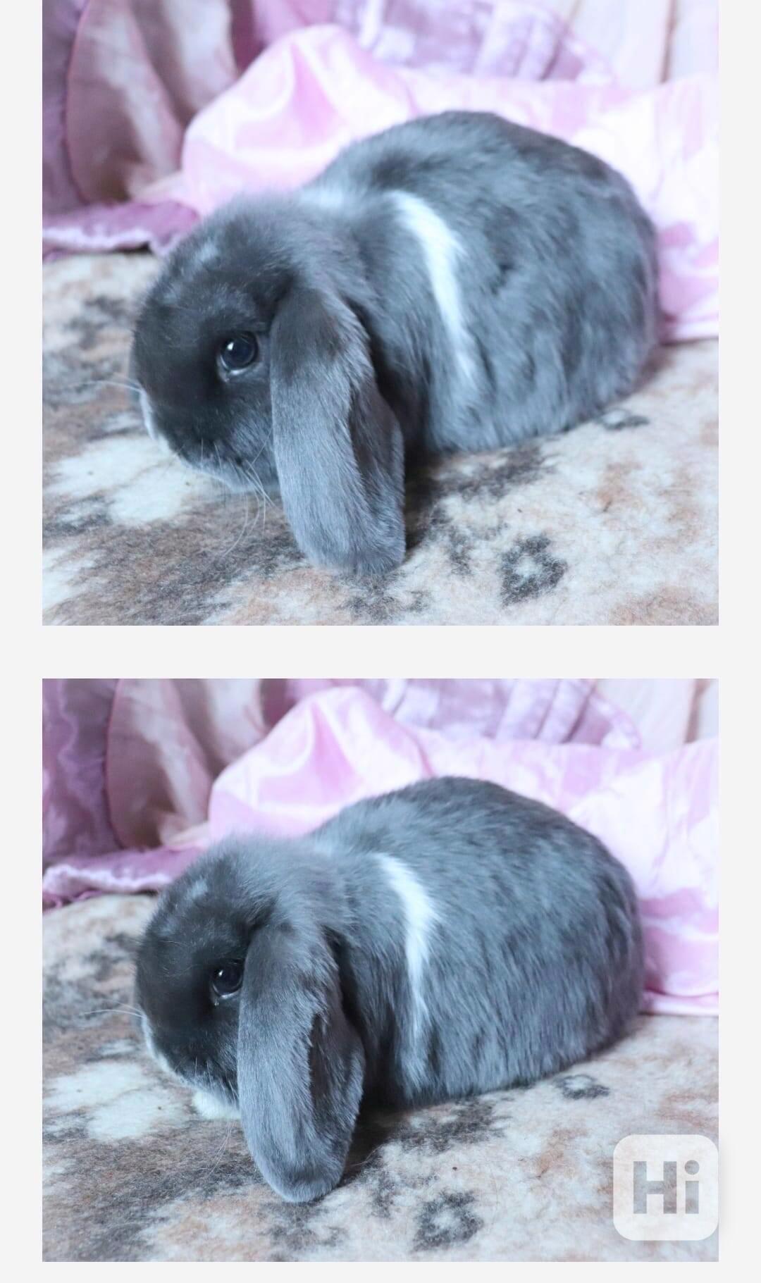 Králík  - foto 1