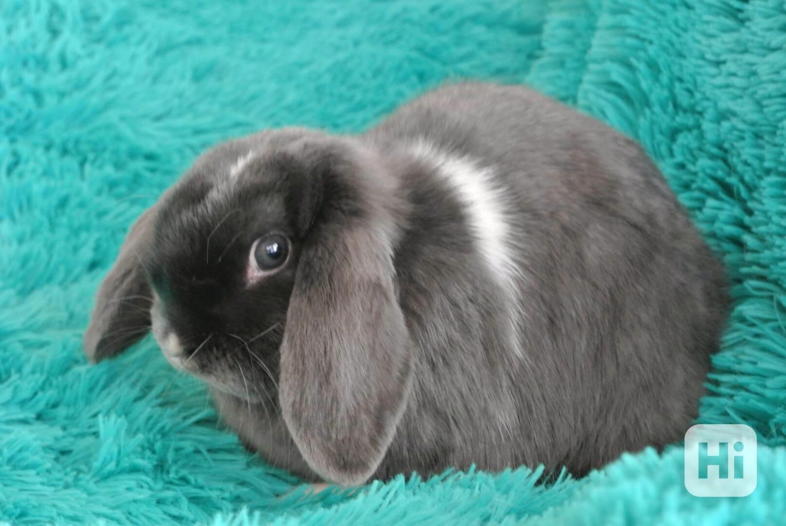 Králík  - foto 1