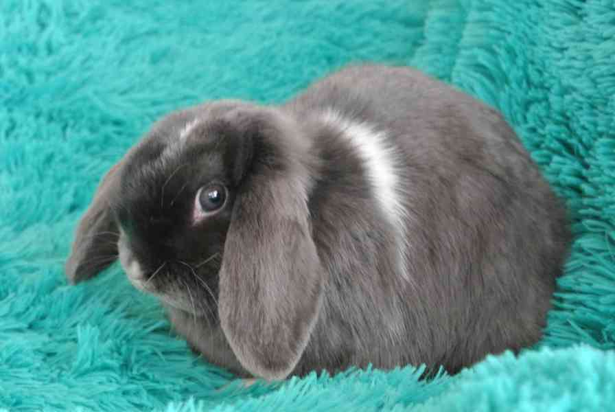 Králík  - foto 1