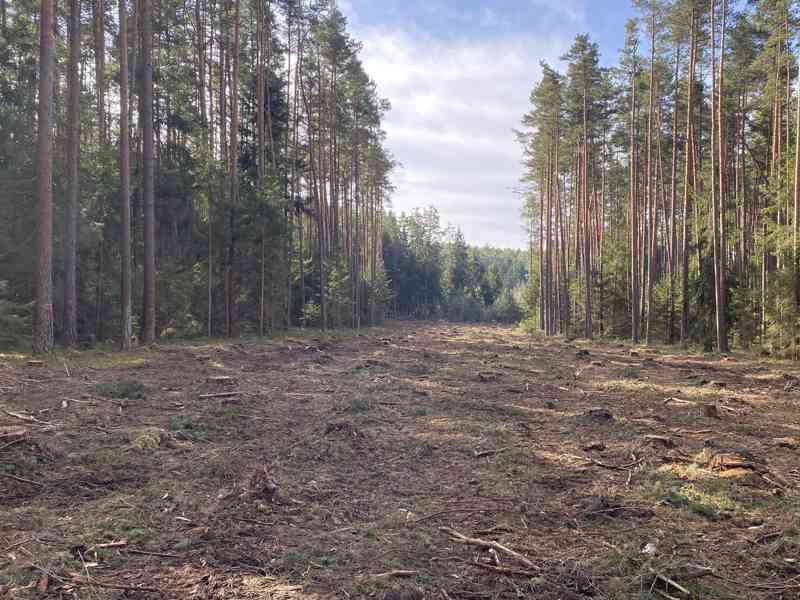 Lesní pozemek Újezdec u Kardašovy Řečice - foto 3