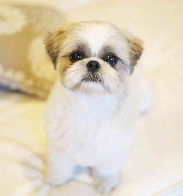 ZDARMA ROZKOŠNÁ ŠTENATA SHIH TZU - foto 1