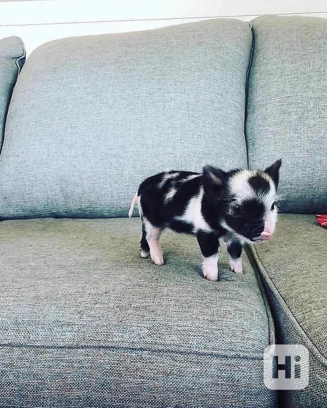 Krásná, zdravá prasata k prodeji  - foto 1