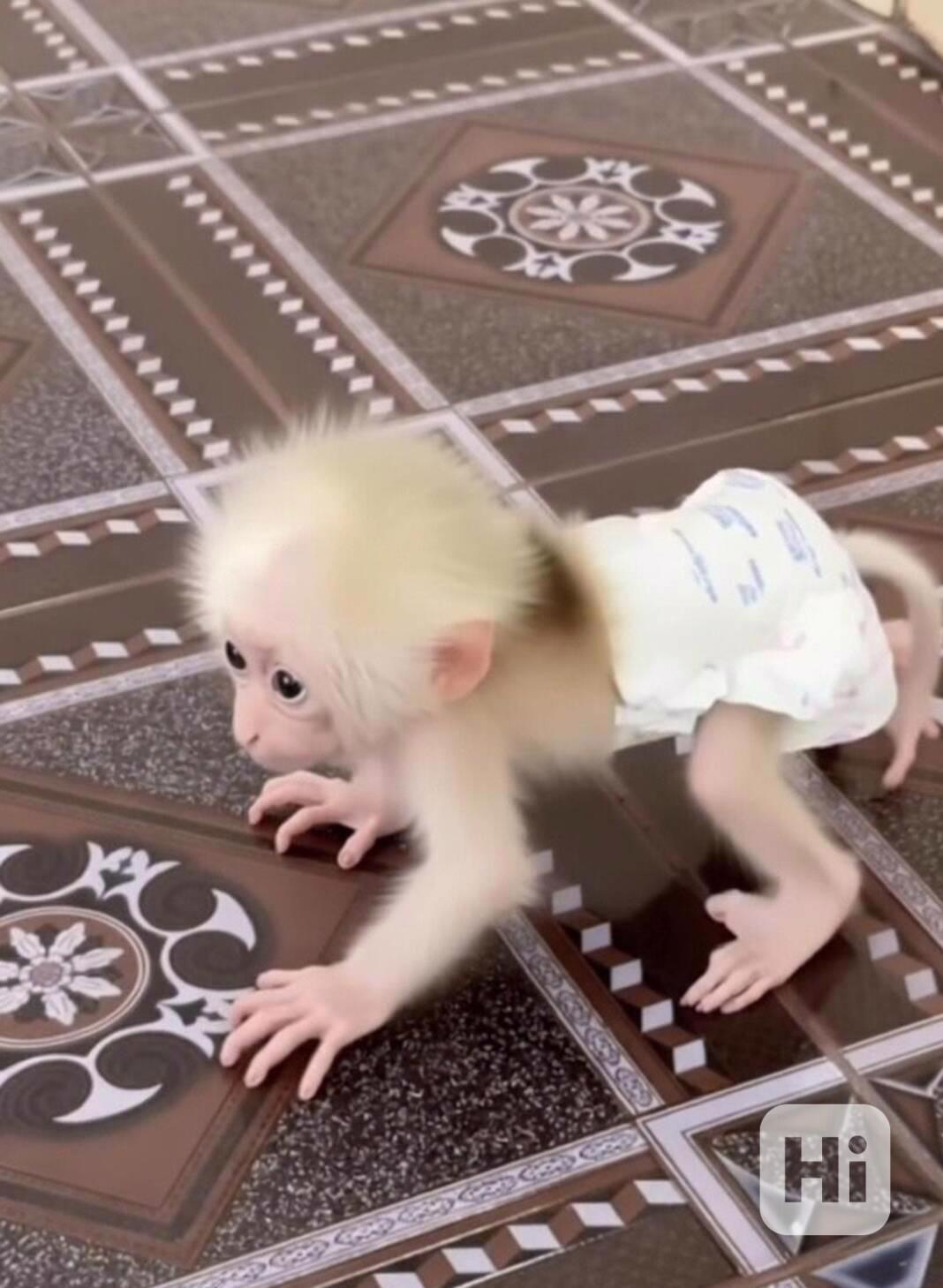 Čudovit samec in samica kapucinskih opic za posvojitev - foto 1