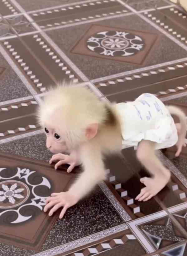 Čudovit samec in samica kapucinskih opic za posvojitev - foto 1