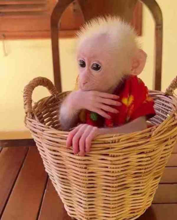 Čudovit samec in samica kapucinskih opic za posvojitev - foto 3