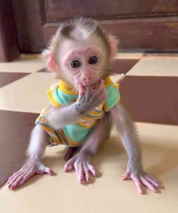 Čudovit samec in samica kapucinskih opic za posvojitev - foto 2