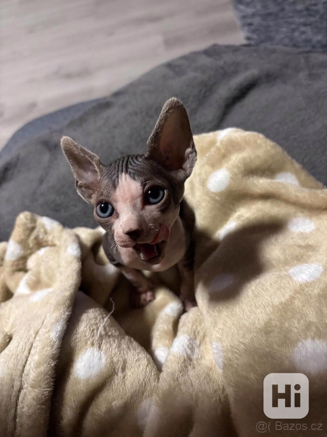 Nádherná koťátka sphyx  - foto 1