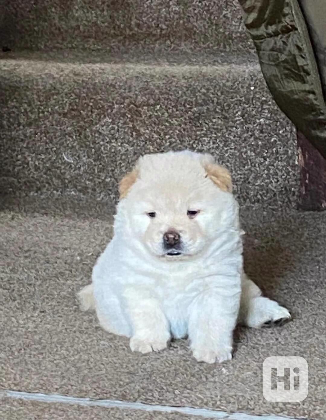 Roztomilá štěňata čau-čau připravená - foto 1