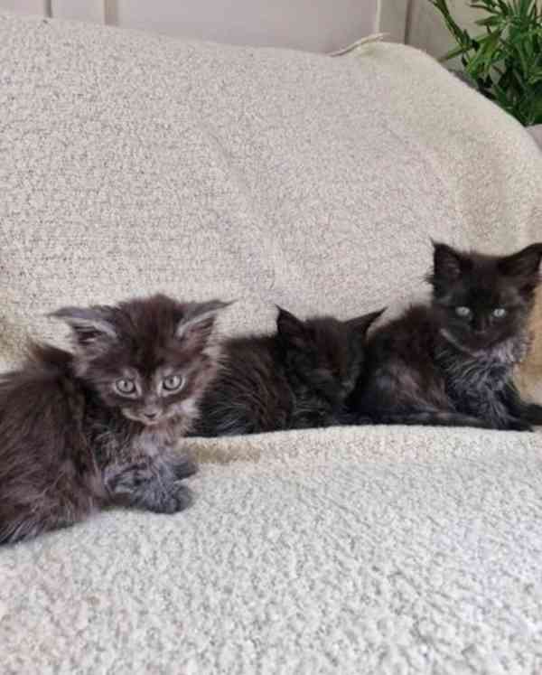 3 úžasná černá kouřová čistokrevná maincooon koťata