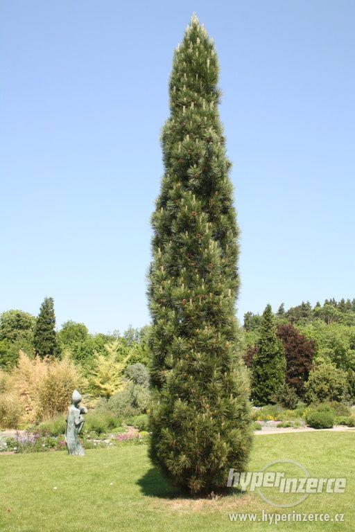 Borovice černá pyramidalis (Pinus nigra Pyramidalis) - foto 1
